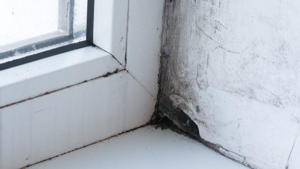 How to Prevent Mold on Window Sills