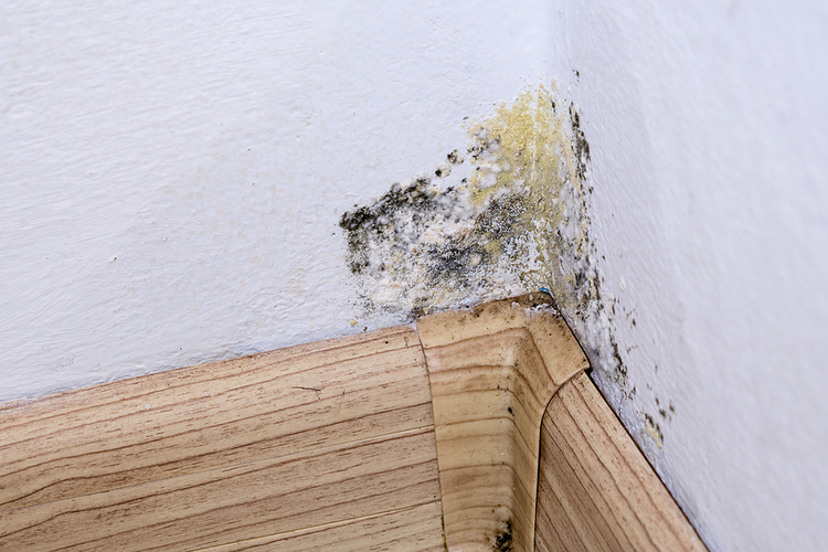 How to Stop Mold From Spreading
