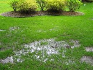 Tips for Fixing the Sewer Leak in Your Yard