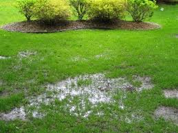 My Yard Is Wet: Is It A Sprinkler Leak or a Sewage Leak?